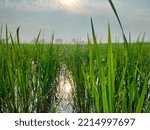Rice In Growing Stage In The...