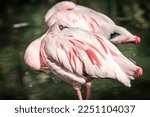 Detail of elegant Pink Flamingo