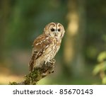 Portrait Of A Tawny Owl In...