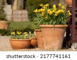 Small photo of Display of Spring Flowering Daffodils (Narcissus 'Tete a Tete') in Terracotta Pots on a Terrace in Trentham Gardens stoke on trent staffordshire