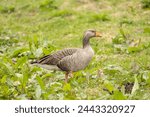 The greylag goose or graylag...