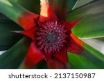 Red Pineapple Flower With Green ...