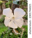 White Shoeblackplant Flower...