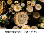 pine wood logs in forest