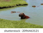 Capybara. Park. Water. Curitiba....