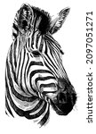 Portrait Of Zebra Head. Black...