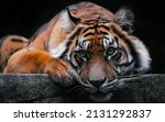 Small photo of Sumatran tiger in Australian Zoo