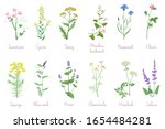 Wild Herbs Set With Names...