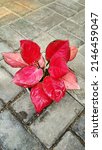 Small photo of Aglaonema Katrina has wide leaves with a very bright pink glossy color.