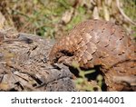Small photo of Pangolin (endangered animal) walking and foraging whilst eating ants on African safari in south africa whilst on game drive.