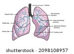 Lungs Diagram Lobes Trachea...