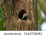Pileated Woodpecker Chick Looking our from its Nest in a Hollow of a Dead Ash Tree.