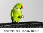 Tame Indian Ring Neck Parrot...