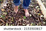 Barefoot Feet Of A Boy Walking...