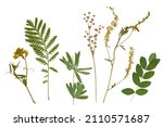 Pressed floristry, herbarium. Dried plant: green grass, yellow flowers. Isolated lements on a white background