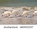 Four White Ibis Sea Birds...