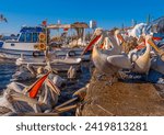 Small photo of Dalmatian pelican, Pelecanus crispus, landing in the Aegean Sea in Turkey. Pelican's open wings. Wildlife scene from European nature. A community of pelicans fed by humans in the bay