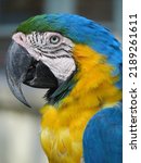 Small photo of Profile of a lurid macaw