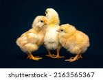 Small photo of Three newborn chicks on a blue background. Incubation of chicken eggs and poultry farming.