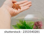 Small photo of Man holds food for aquarium fish in palm of his hand. Concept of feeding, caring, solicitous for pets. Close-up photo
