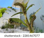 Three Monarch butterfly caterpillars on a milkweed plant
