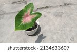 Small photo of Isolated broadleaf green and pink plant in white pot