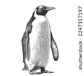 cute penguin sketch hand drawn...