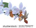  Phalaenopsis Orchid "mini Mark"...