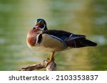 American Wood Duck Is A...