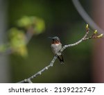 Male Ruby Throated Hummingbird...