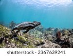 Small photo of Marine Iguana (Amblyrhynchus cristatus) diving to forage for marine algae in the Galapagos Islands, Ecuador. Indigenous to this area, they can dive to depths greater than 100 feet.