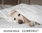 Small photo of Сlose-up ill dog lying under white blanket in bed of pet owner. Favorite pet feel bad, lonely. Veterinary concept of care, food, mood of domestic animals.