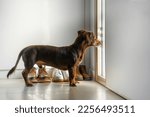 Faithful Brown Dog Waits For Return Of Owners Back Home Standing At Front Entrance Door. Purebred Pet Dachshund Looking At Window In Hallway. Copy Space. Concept Of Loneliness And Aging