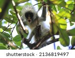 Red Colobus Monkey  Forest ...