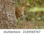Leopards in Sri Lanka. Most density place of  leopards in Sri Lanka at YNP