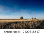 Small photo of Solitary tree stands amid the golden fields of Vojvodina, Serbia, during a sunny afternoon of autumn in Dolovo, in the serbian banat, in an agricultural landscape.
