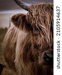 Hairy Heilan Coo   Just Out...