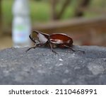 Beetle Bug Freeze On The Stone