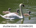 Swan Cubs With Their Mother In...