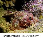 Small photo of Scorpion fish in its toreador suit surrounded by coral. Photograph taken at night on the diving site of the wreck of the "Zelee" in Tahiti in French Polynesia.