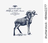 Bighorn Sheep  Wildlife Of...