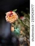 Small photo of Mutant Rose - Mutant white red rose - Maurice Utrillo rose