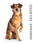 Small photo of Fantastic looking elder dog, sitting side ways one paw lifted looking at camera, isolated on a white background