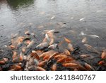 Small photo of A frenzy of freshwater fish swarms the feeding area in the Engking restaurant pond in Lubuklinggau city