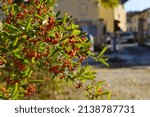 Small photo of Pyracantha Navaho. Bush of orange berries under the sun. Close up with focus on some berries and leaves. Buildings and urban scenario on background.