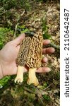 Amazing morels of two different species picked within a few feet of each other in Wisconsin! Left ( Morchella Tomentosa ). Right ( Morchella esculenta )