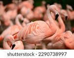 Small photo of Chilean Flamingo, U.K. A Flamboyance of birds in Spring.