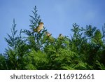 Small photo of House Sparrow usually 13cm big and found nealy all around the world