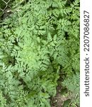 Small photo of Sweet Cicely with fern likes leaves