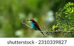 A close-up side portrait of a European bee-eater ( Merops Apiaster ) perching on a twig, lush green background, copy space, negative space
